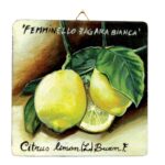 Quadro in legno con Limone IGP Etna cm15