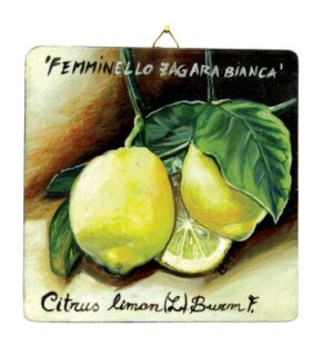 Quadro in legno con Limone IGP Etna cm15