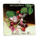 Quadro in legno con Pistacchio DOP Bronte cm 12