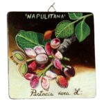 Quadro in legno con Pistacchio DOP Bronte cm 15